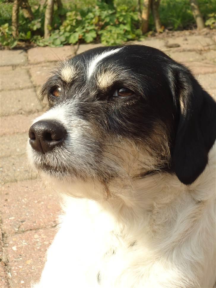 Blanding af racer Perle;i<3 billede 1