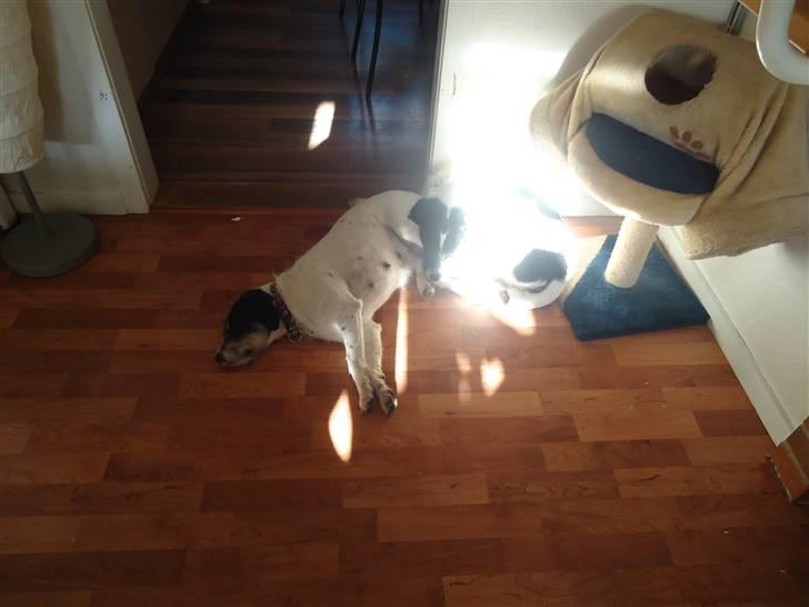 Blanding af racer Perle;i<3 billede 3