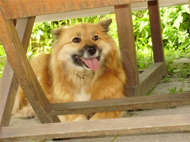 Islandsk fårehund Godrumgaards Hekla billede 7