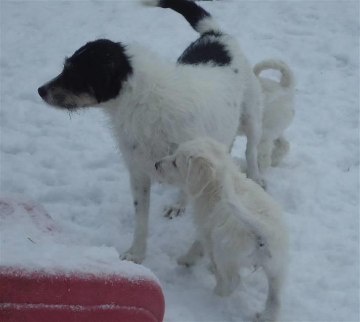 Blanding af racer Perle;i<3 billede 4