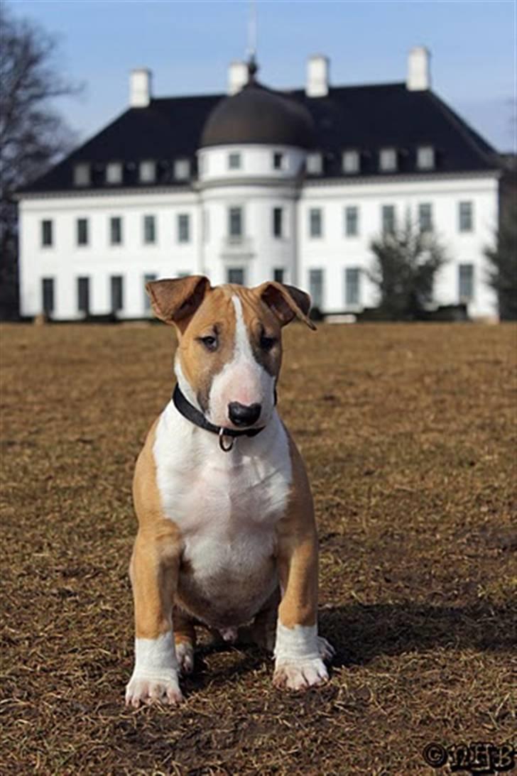 Bullterrier Cirkus billede 3