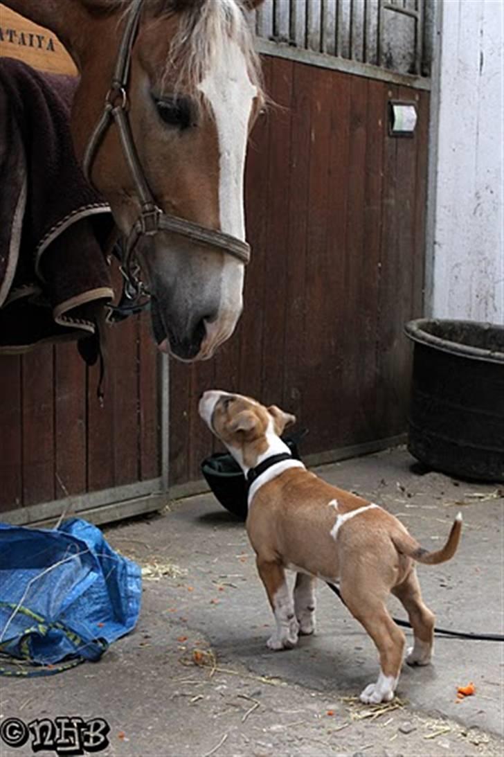 Bullterrier Cirkus billede 4