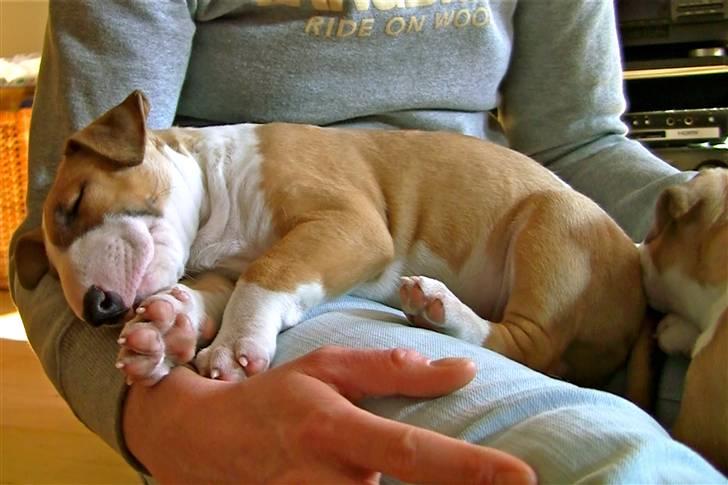 Bullterrier Cirkus billede 5