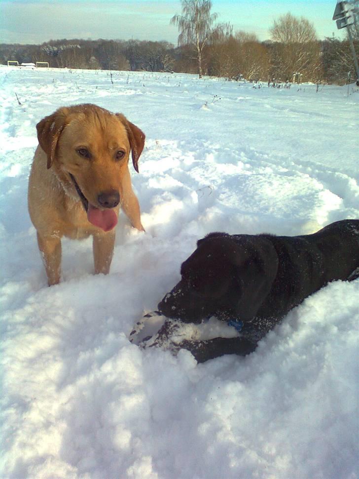 Labrador retriever Bamse billede 12