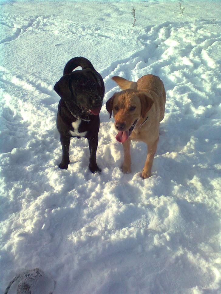 Labrador retriever Bamse billede 13