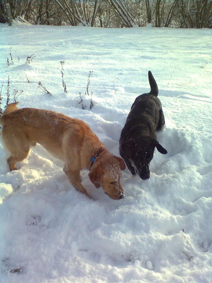 Labrador retriever Bamse billede 14