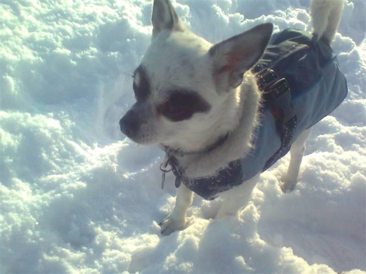 Chihuahua Bobo billede 15