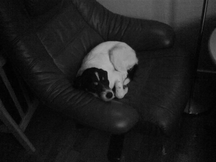 Blanding af racer Perle;i<3 billede 5