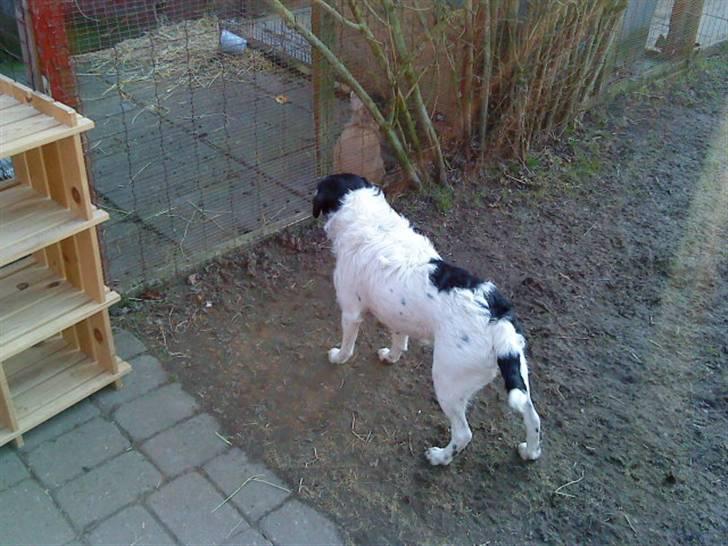 Blanding af racer Perle;i<3 billede 6