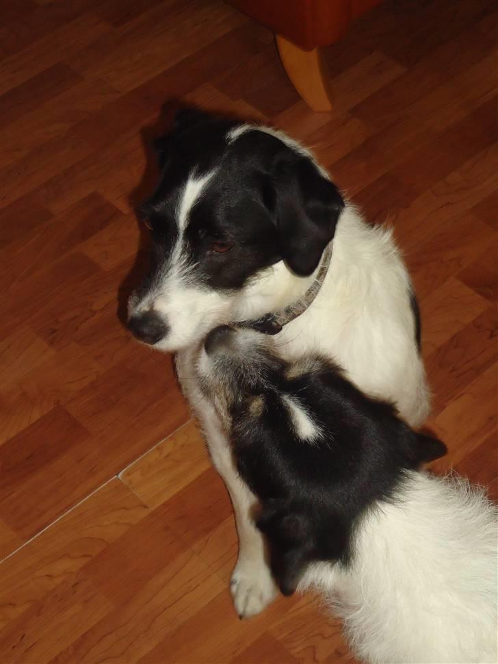 Blanding af racer Perle;i<3 billede 7