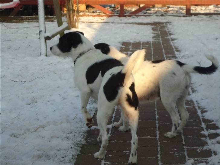 Blanding af racer Perle;i<3 billede 8