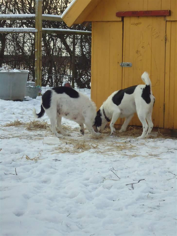 Blanding af racer Perle;i<3 billede 9