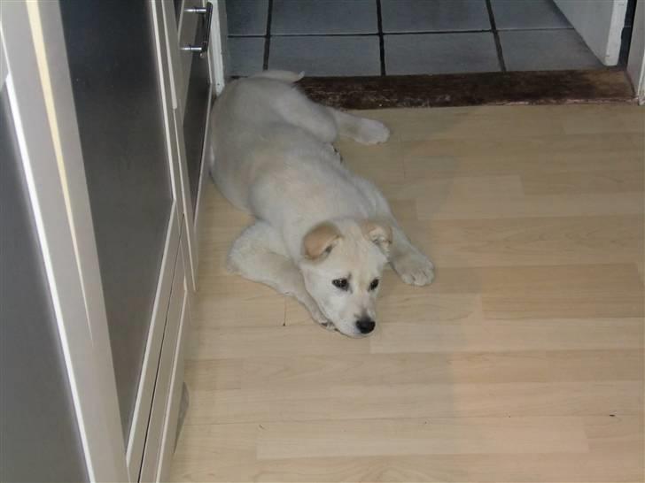 Blanding af racer Bongo billede 1