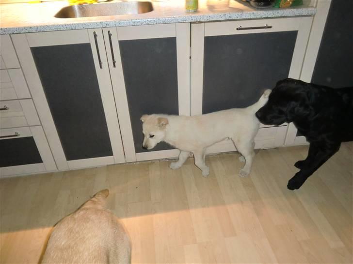 Blanding af racer Bongo billede 2