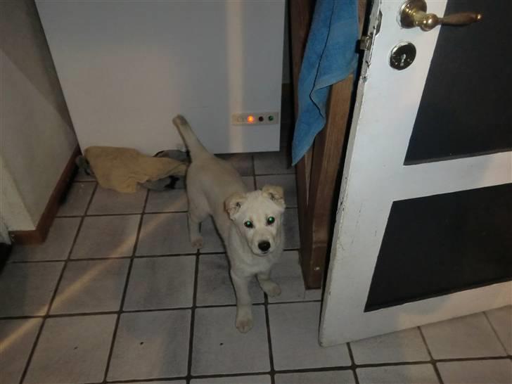 Blanding af racer Bongo billede 3