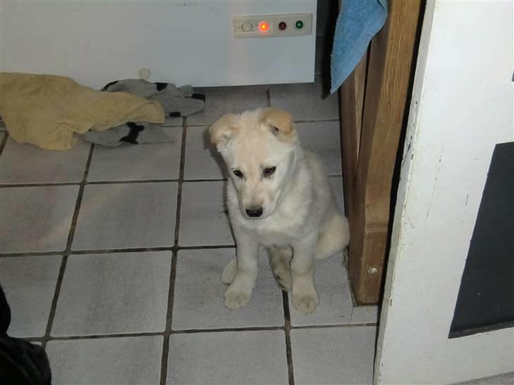 Blanding af racer Bongo billede 4