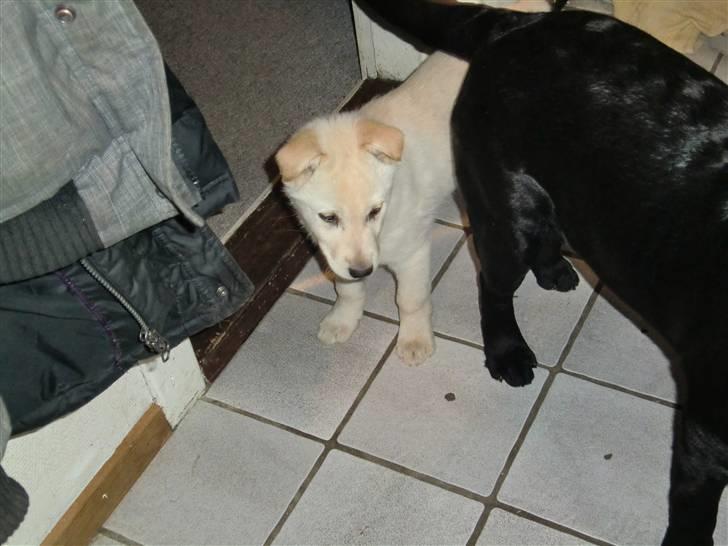 Blanding af racer Bongo billede 5