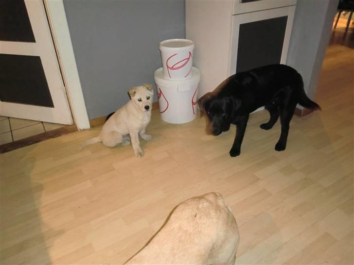 Blanding af racer Bongo billede 6