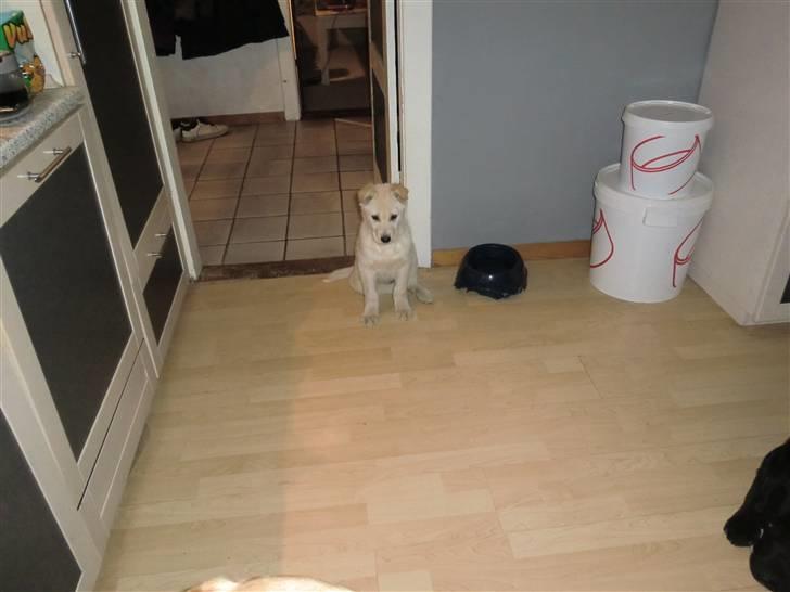 Blanding af racer Bongo billede 7