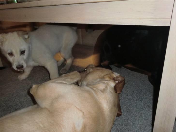 Blanding af racer Bongo billede 8