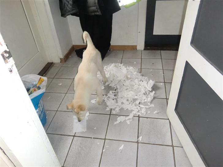 Blanding af racer Bongo - Hahaha, hvem er dog også så dum at sætte en køkkenrulle i hvalpehøjde? :-D billede 9