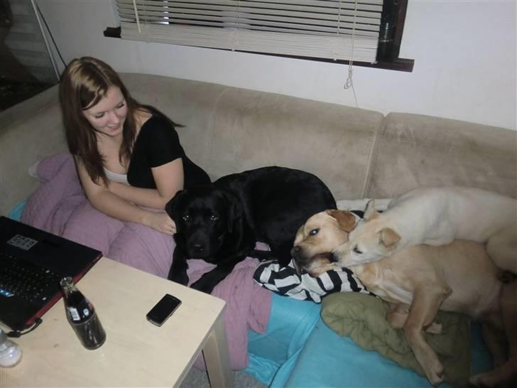 Blanding af racer Bongo billede 10