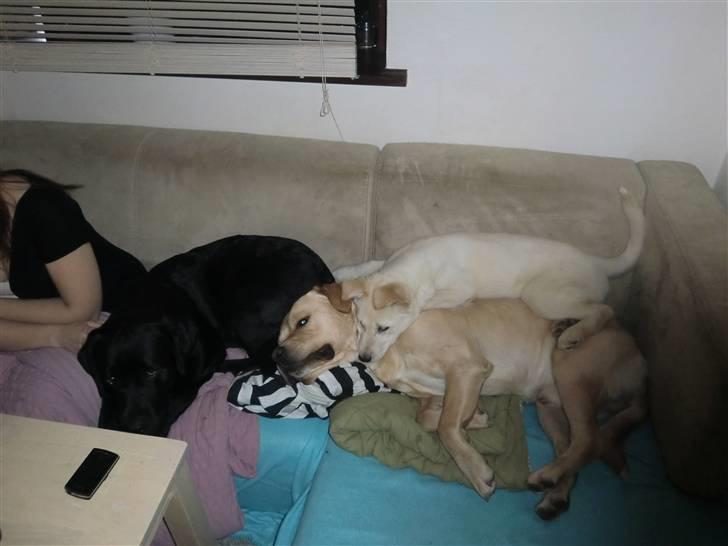 Blanding af racer Bongo billede 11