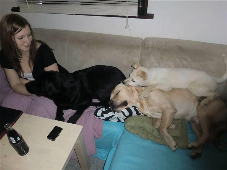 Blanding af racer Bongo billede 12