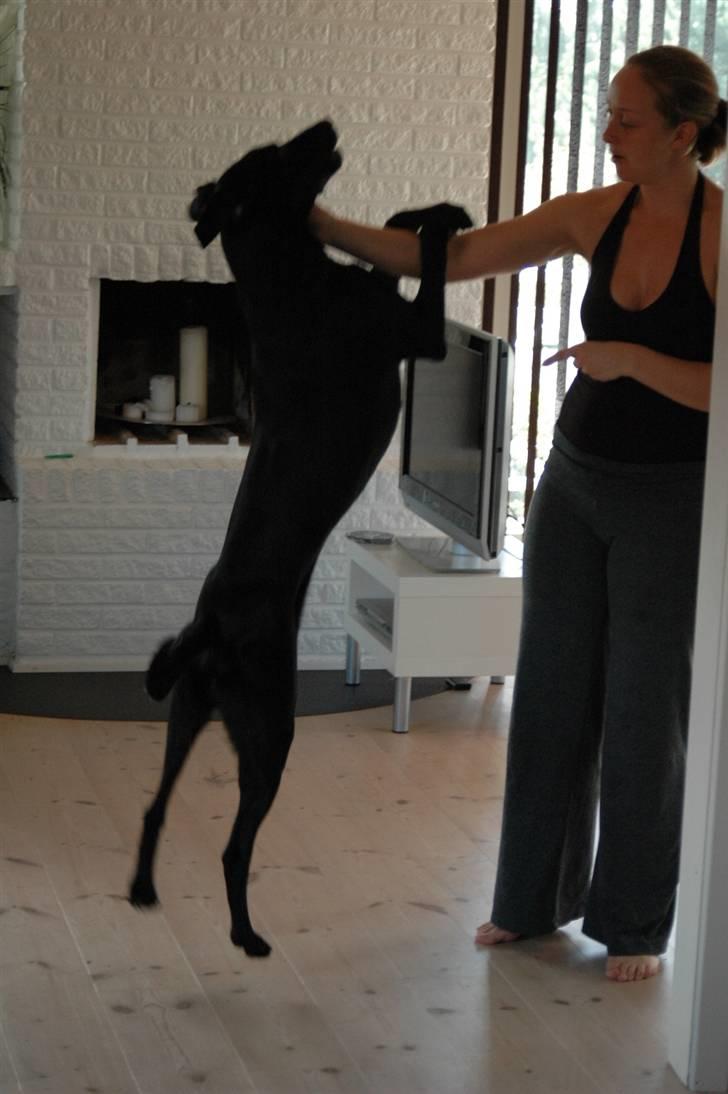 Blanding af racer ODIN - Se hvor stor jeg er... billede 7