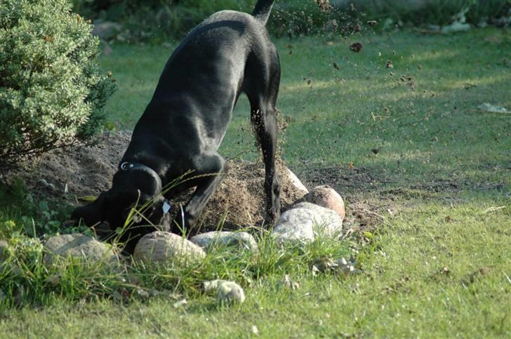 Blanding af racer ODIN - Så skal vi sku lige se hvad kineserne foretager sig idag... billede 12