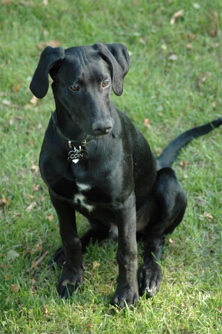 Blanding af racer ODIN - Meget fotogen.. billede 13