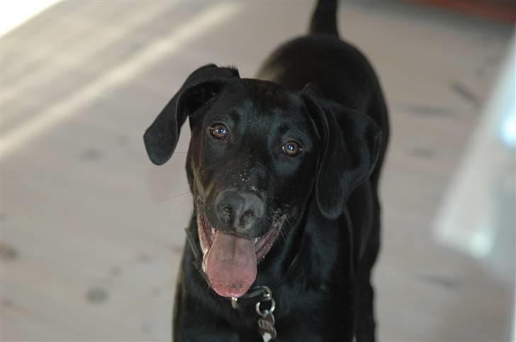 Blanding af racer ODIN billede 15