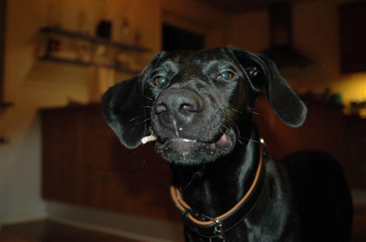 Blanding af racer ODIN - Al Capone... billede 20