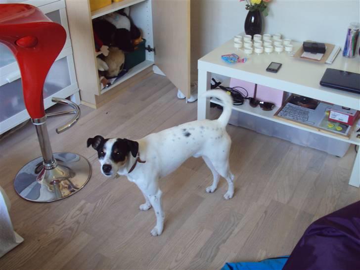 Blanding af racer Olsen - Olsen<3 billede 4