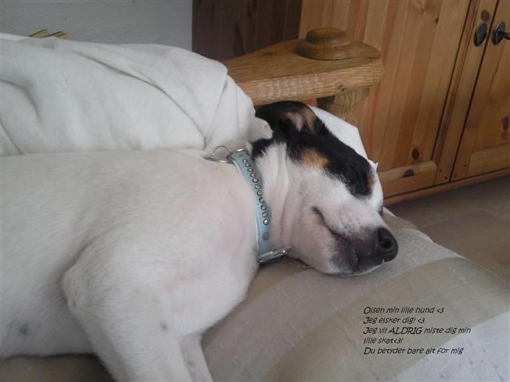 Blanding af racer Olsen - det er olsen som hvalp det var det første billede der blev taget af ham hjemme ved os<3 billede 5