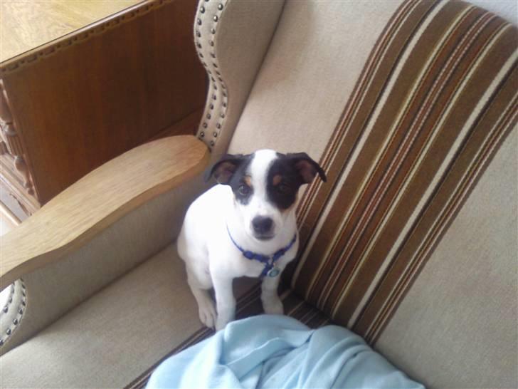 Blanding af racer Olsen - Olsen som hvalp - det er inden hans første gåtur med mig<3 billede 6