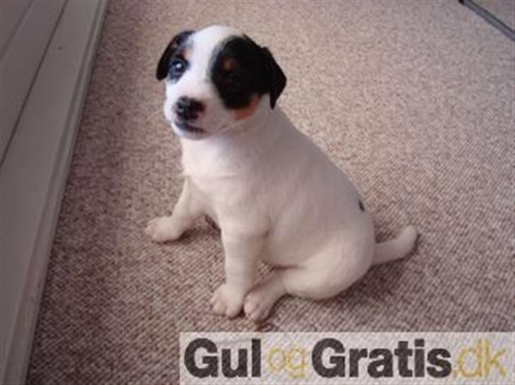 Blanding af racer Olsen - Olsen som hvalp, det er det aller første billede der er blevet taget af ham inden han kom hjem til os<3 billede 7