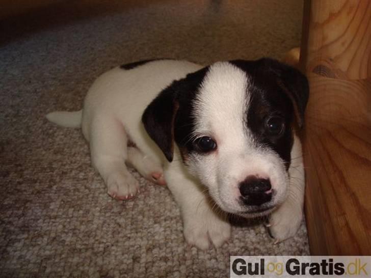 Blanding af racer Olsen - Det er et billede af Olsen´s ene bror :) Han blev kaldt Clausen:) billede 8