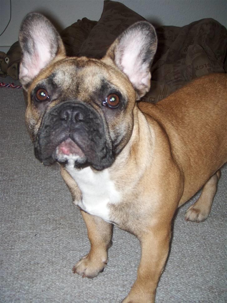 Fransk bulldog Shila Bouledogue Français billede 7