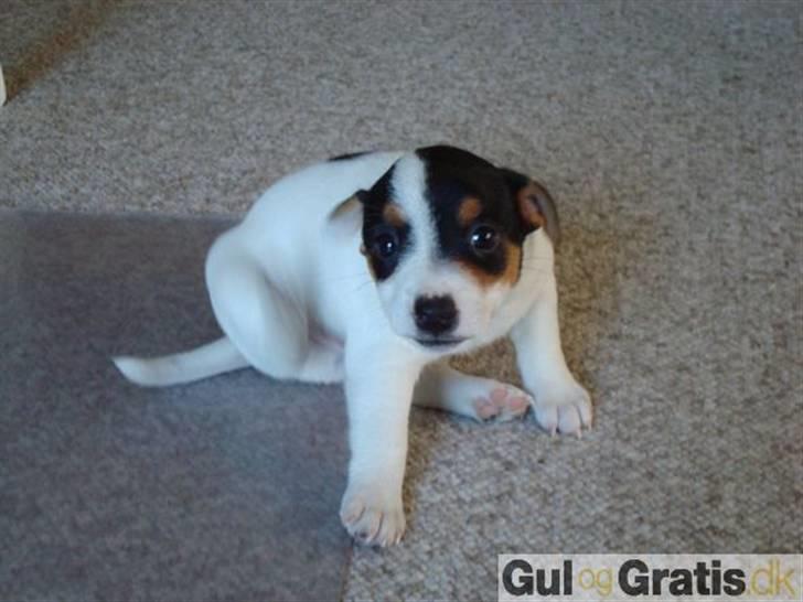 Blanding af racer Olsen - Det er Olsen´s anden bror :) Han blev kaldt Meier :) billede 9