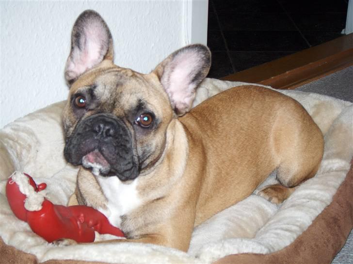 Fransk bulldog Shila Bouledogue Français billede 8