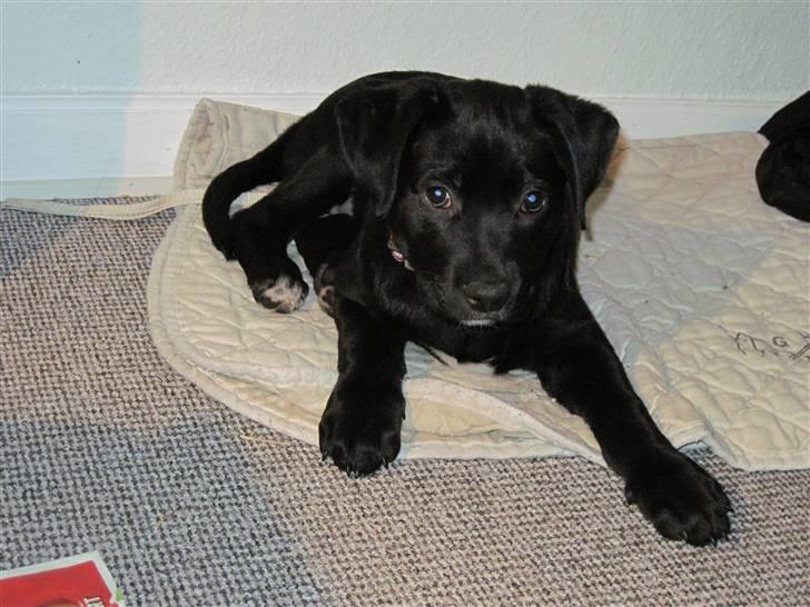 Blanding af racer tulle billede 6