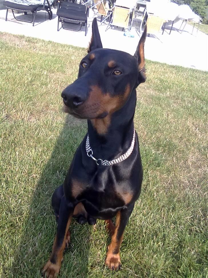 Dobermann Baloo billede 10