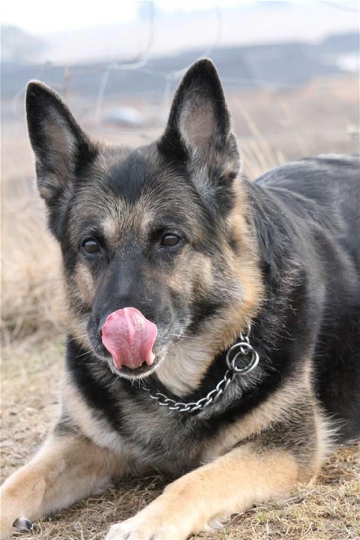 Schæferhund Tinka billede 11