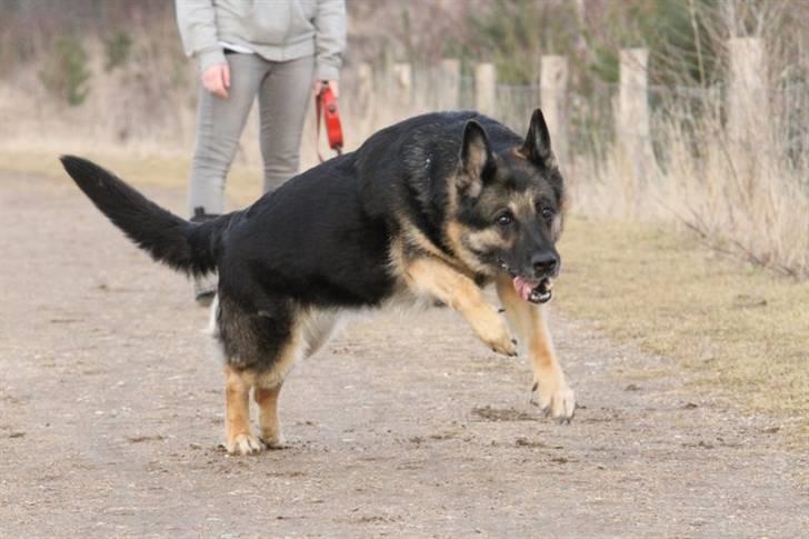 Schæferhund Tinka billede 12