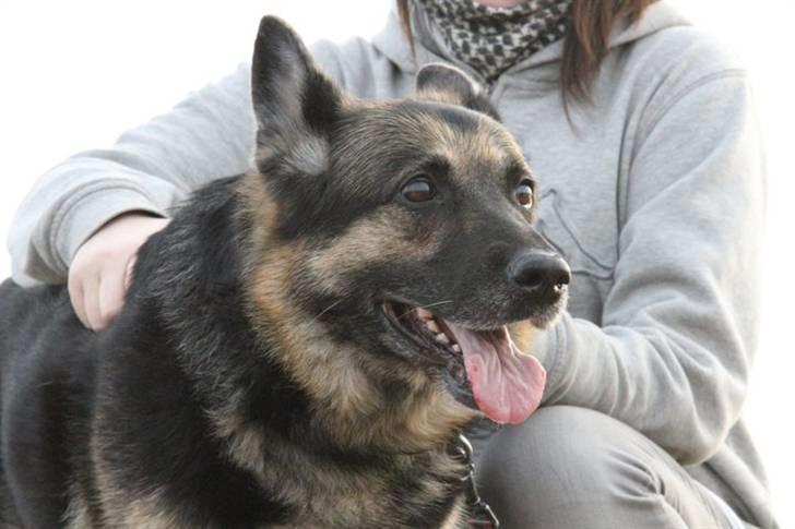 Schæferhund Tinka billede 14