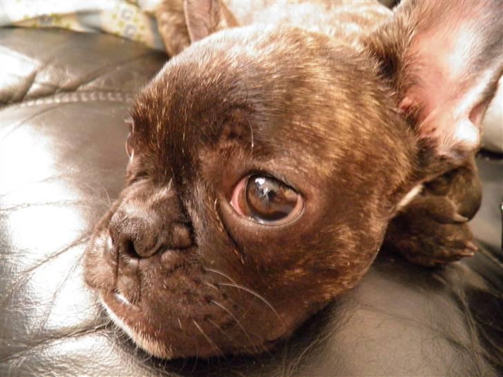 Fransk bulldog Fnug - Velkommen til min side.  billede 1