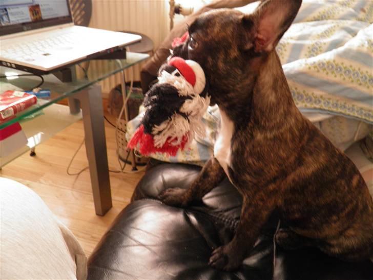 Fransk bulldog Fnug - umhh den er så god, og jeg er så farlig.. :D billede 2