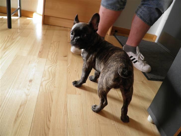 Fransk bulldog Fnug billede 3