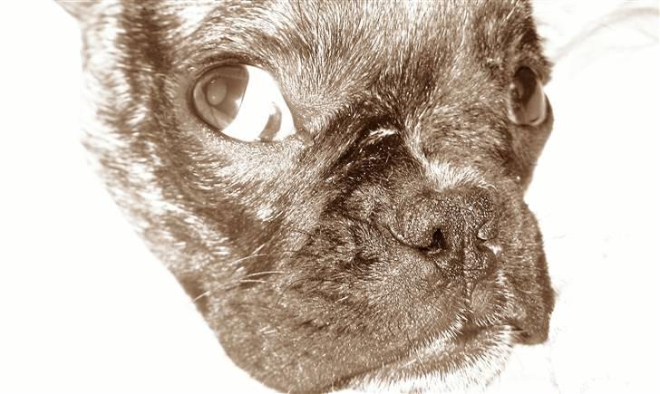 Fransk bulldog Fnug billede 4